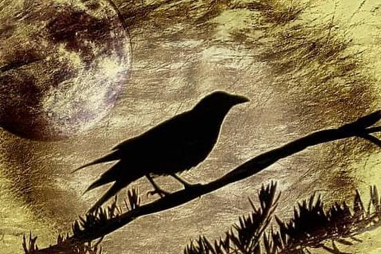 raven illustration